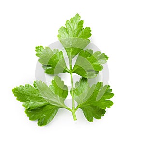 Bunch leaves parsley isolated over white background