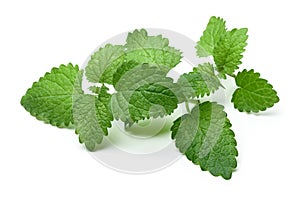 Bunch of lemon balm or melissa plant isolated