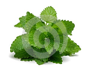 Bunch of lemon balm or melissa plant isolated