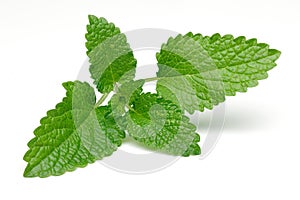 Bunch of lemon balm or melissa plant isolated