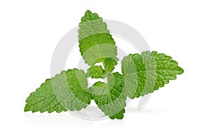 Bunch of lemon balm or melissa plant isolated