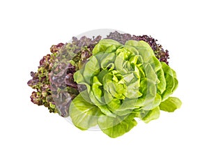 Bunch of lettuce salad