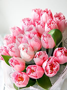 Bunch of light gentle pink Fringed Mascotte tulip, bouquet of spring flowers photo