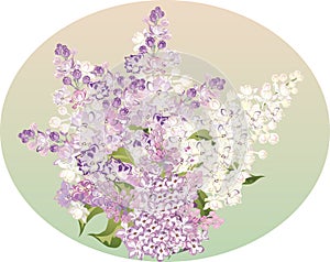 Bunch of light lilac flowers