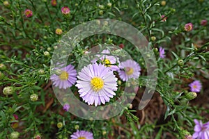 Bunch of light pink flowers of Michaelmas daisies