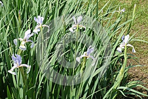 Bunch of light violet flowers of irises