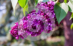 A bunch of lilac blossoms on blurred background