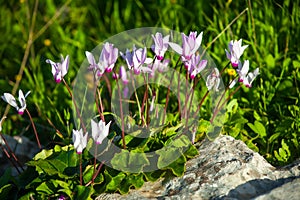 Bunch of lilac cyclamens in the wild