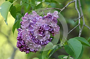 A bunch of lilac varieties `Mikhail Sholokhov`