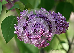 A bunch of lilacs of the `Leonid Leonov` variety