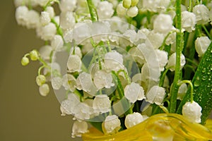 Bunch of lily of the valley