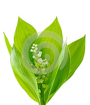 Bunch of Lily of the Valley