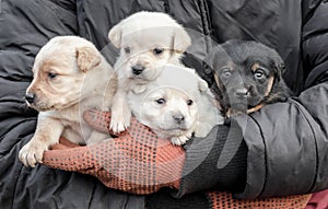 Bunch of little puppies in human hands