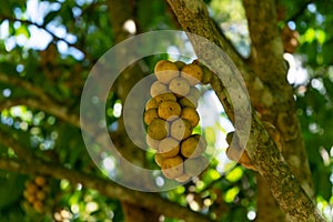 Bunch of Longgong on the tree in the garden