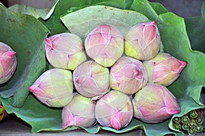 Bunch of lotus buds in thai temple