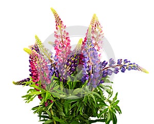 Bunch of lupine flowers