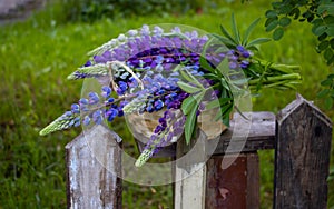 A bunch of lupines in a basket on an old fence against a background of green grass