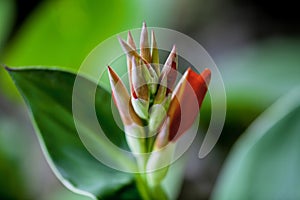 A bunch of closeup red canna lily flower buds