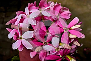 Bunch of Madhabilata flower or Hiptage Benghalensis. Beautiful red Rangoon Creeper flower in Bangladesh. Selective focus