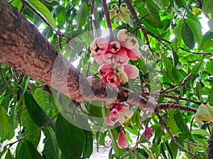 A Bunch of Malay Rose Apple or Plumrose Fruits (Syzygium Malaccense)