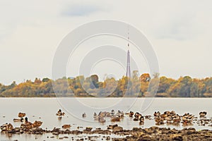 A bunch of mallards on the bank of Daugava against the background of Riga skyline in autumn colors on the opposite shore