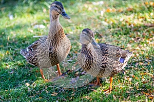 A bunch of Mallards in Tucson, Arizona