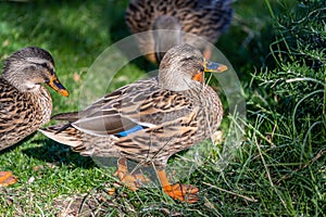 A bunch of Mallards in Tucson, Arizona