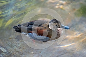 A bunch of Mallards in Tucson, Arizona