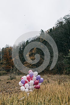 Bunch of many colorful balloons in a green meadow in a forest with huge fir trees