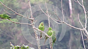 Bunch of maritacas Psittacara leucophthalma on tree