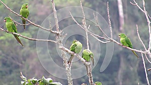 Bunch of maritacas Psittacara leucophthalma on tree