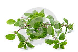 Bunch of marjoram