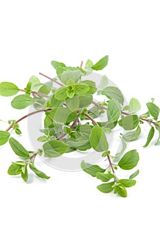 Bunch of marjoram