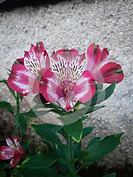 Bunch of maroon alstroemeria flower plant