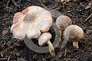 Bunch the  mashroom seedlings in the forest.