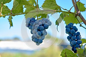 Bunch of mature blue grapes ready for harvesting.