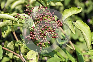 Bunch of maturing dwarf elder berries