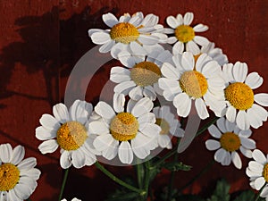A Bunch of Mayweed flowers