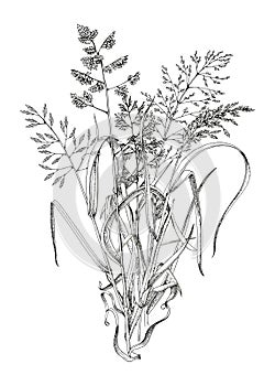 Bunch of meadow grass vector