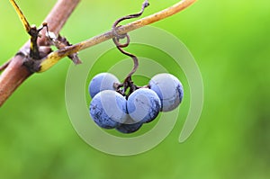 Bunch of Merlot grapes on a tendril in a vineyard in Bulgaria during the vine harvest