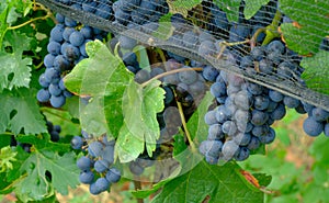 Bunch of Merlot grapes in a vineyard