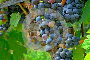 Bunch of Merlot grapes in a vineyard