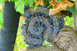 Bunch of Merlot grapes in a vineyard