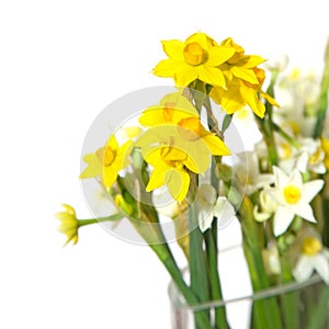 Bunch of mini-narcissi