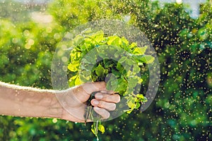 A bunch of mint in hand and a splash of water against the green background