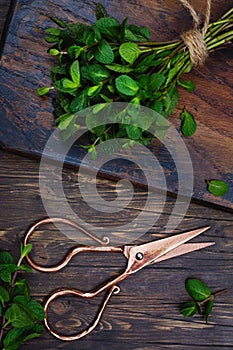 Bunch of mint and vintage scissors on stone table