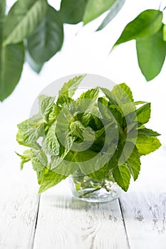 bunch of mint on a white wooden background