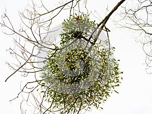 A bunch of mistletoe on a branch of an autumn tree