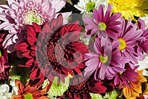 a bunch of multi-colored chrysanthemums