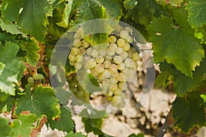 Bunch of muscatel grapes